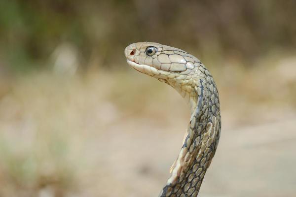 Animales que comen serpientes - King Cobra (Ophiophagus Hannah)
