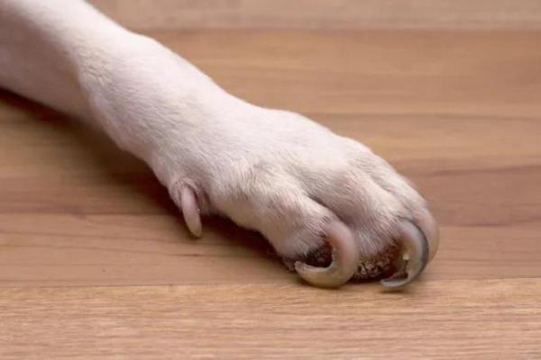 Cómo curar las uñas infectadas en perros: causas y tratamiento - Causas de las uñas infectadas en perros