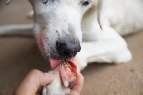 Cómo curar la uña infectada en perros: causas y tratamiento - Síntomas de las uñas infectadas en perros