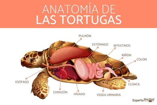 ¿Cómo respiran las tortugas? - La respiración de las tortugas marinas