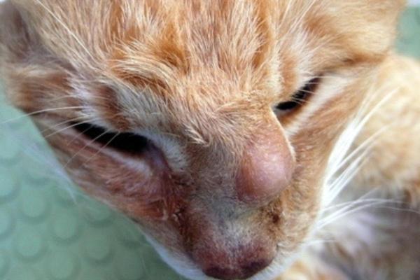 Nódulos subcutáneos en gatos: causas y qué hacer - Bultos de grasa o lipomas