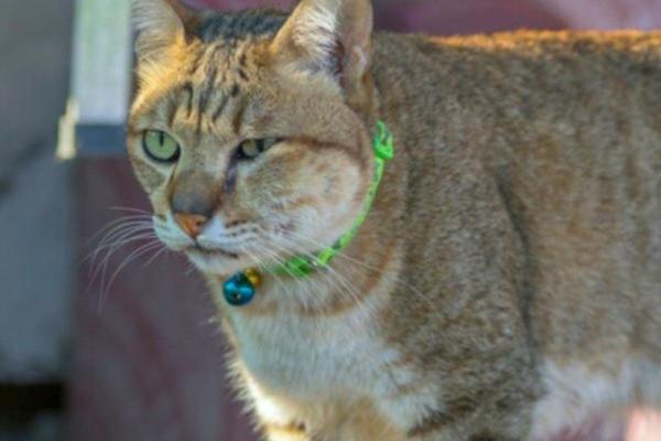 Nódulos subcutáneos en gatos: causas y qué hacer - Nódulos inflamados