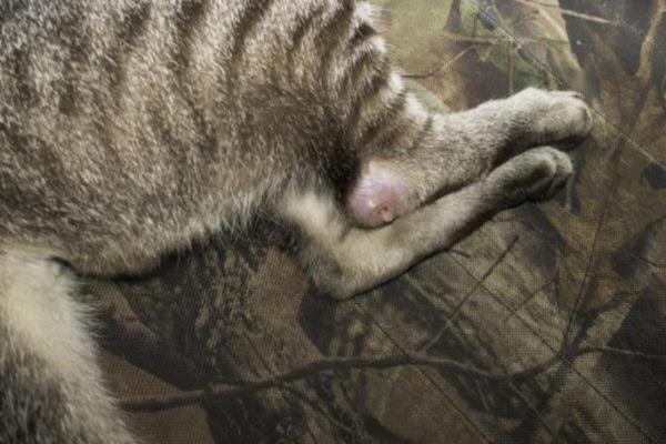 Nódulos subcutáneos en gatos: causas y qué hacer - Nódulos infectados
