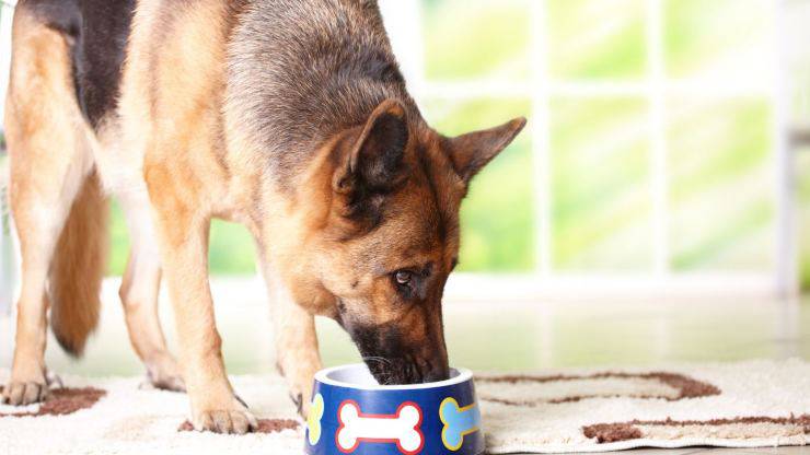el perro esta comiendo