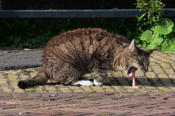 Disnea y dificultades respiratorias en gatos: tratamiento y causas - Síntomas de disnea en gatos