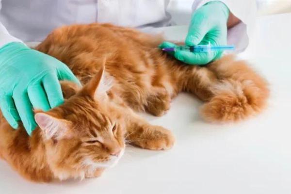 Disnea y dificultades respiratorias en gatos: tratamiento y causas - Tratamiento de la disnea en gatos