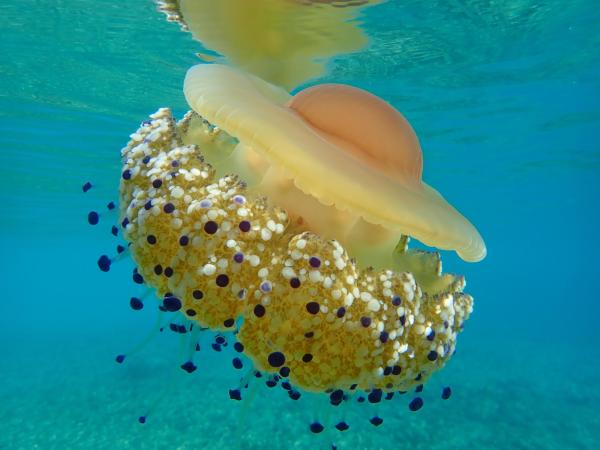 ¿Hay medusas inofensivas? - Casiopea mediterránea (Cotylorhiza tuberculata)