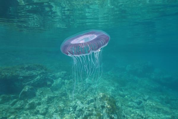 ¿Hay medusas inofensivas? - Aequorea forskalea