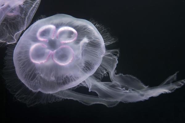 ¿Hay medusas inofensivas? - Medusa trébol de cuatro hojas (Aurelia aurita)