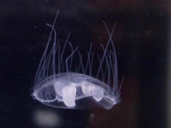 ¿Hay medusas inofensivas? - Medusa de agua dulce (Craspedacusta sowerbyi)