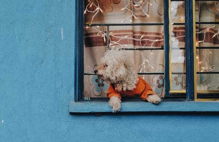 Frente al perro esperando al hombre
