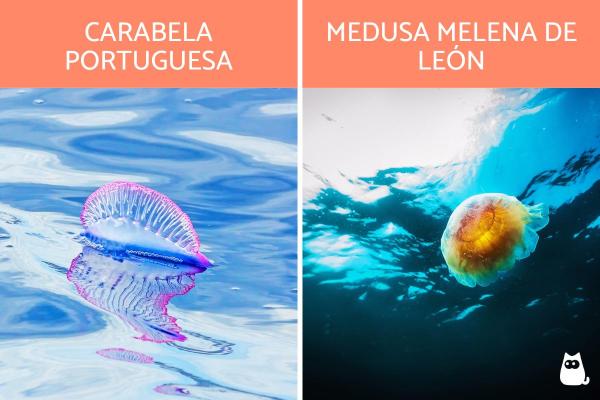 ¿Dónde viven las medusas? - Hábitat de las medusas