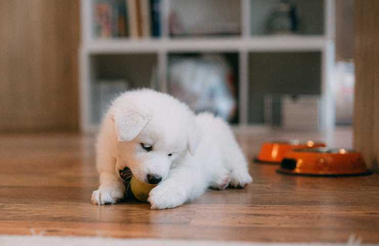 Cachorro juega