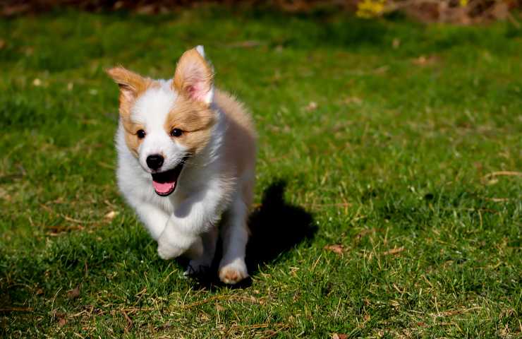 perro activo