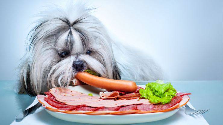 Perro frente a un plato de carne.