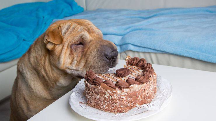 perro y pastel