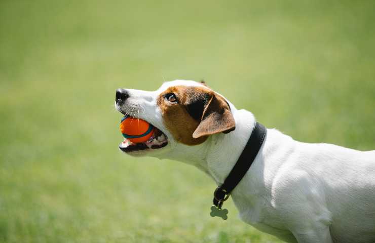 Cómo divertirse con Fido