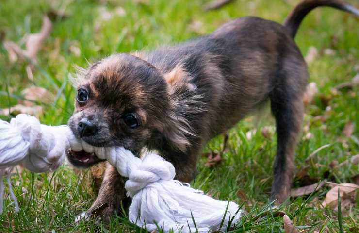 El perro debe divertirse todos los días.