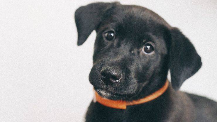 perro con collar