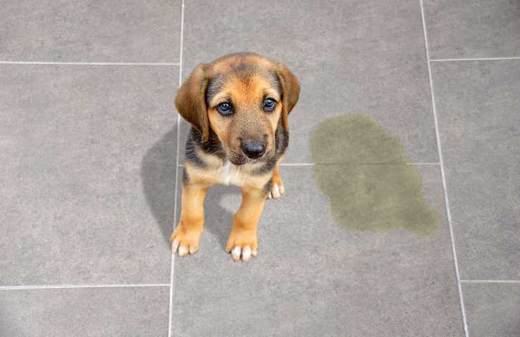 Quitar las manchas con productos para el hogar