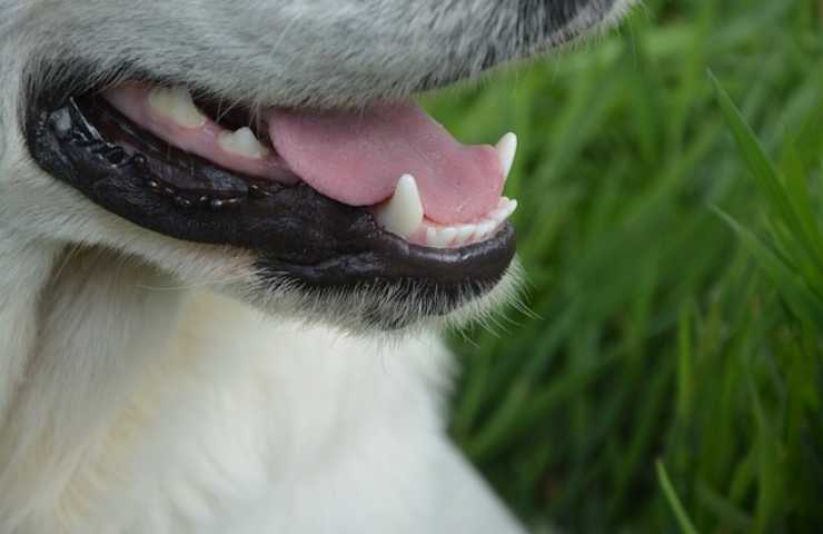 perro mal aliento