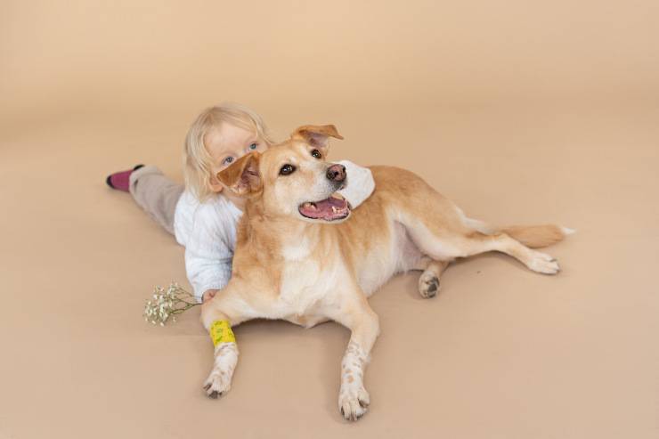 Las razas de perros cariñosos