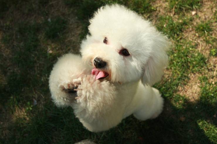 Los cachorros cariñosos