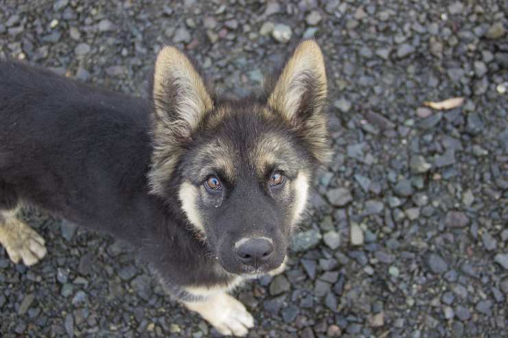 Razas de perros cariñosos