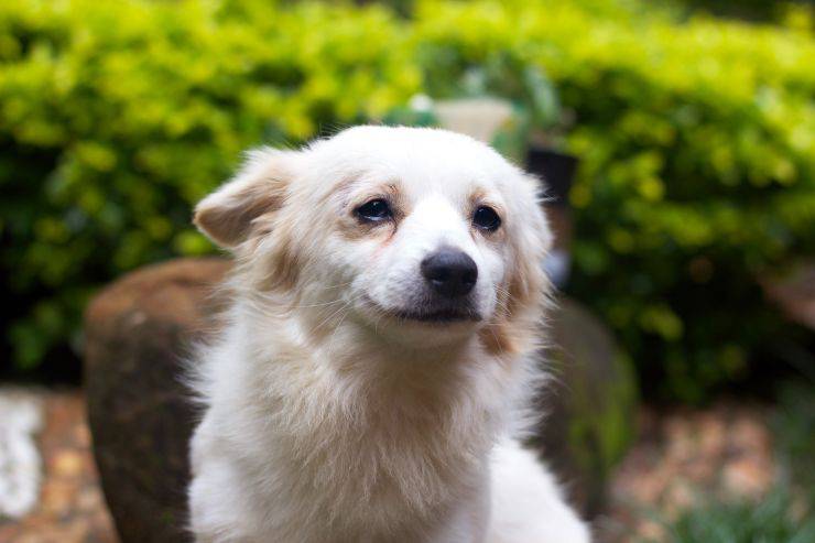 fido al aire libre