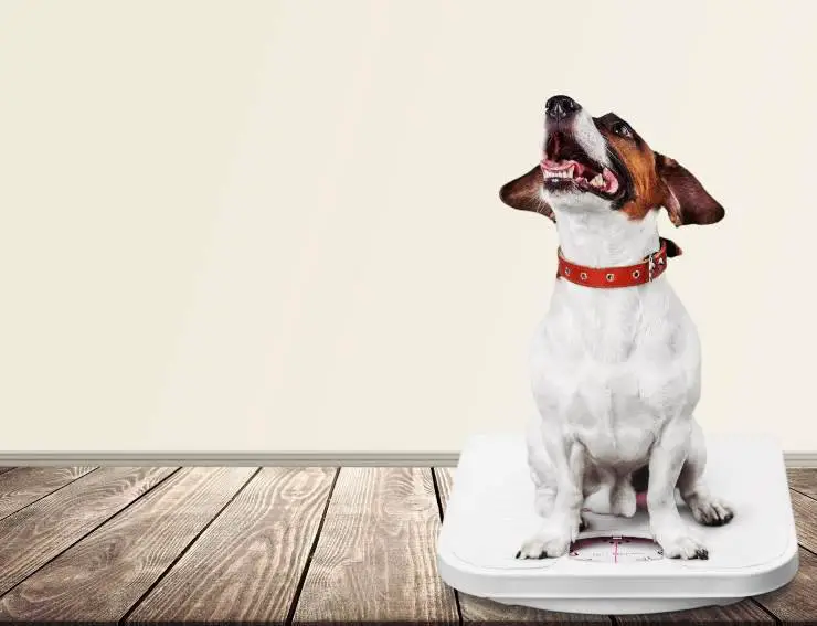 Perro gordo
