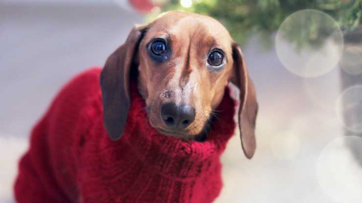 perro suéter