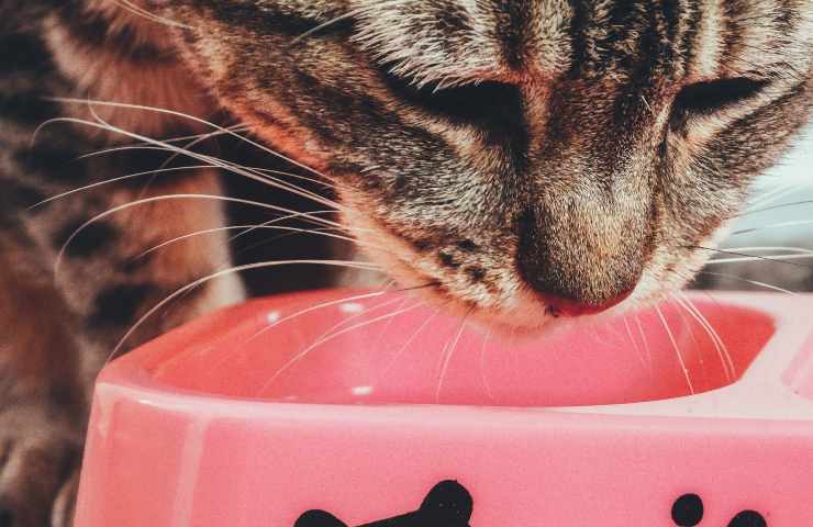 El gato siempre tiene sed.
