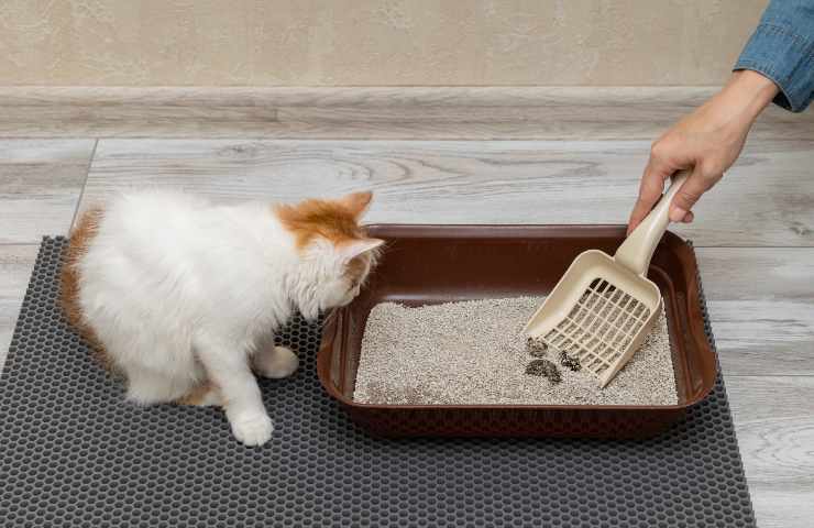 heces de gato