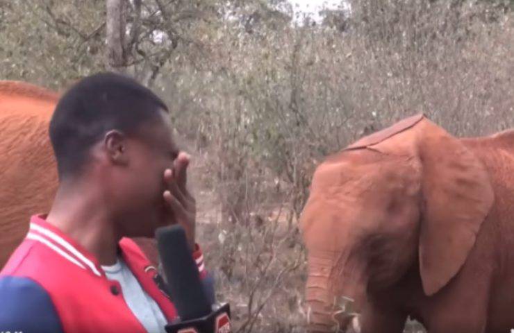Kindani elefante nuevo amigo