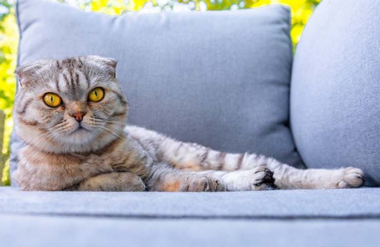 Gato deja pelos en el sofá