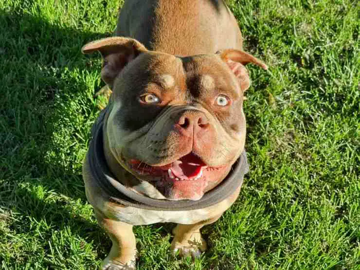 orejas de perro mutiladas