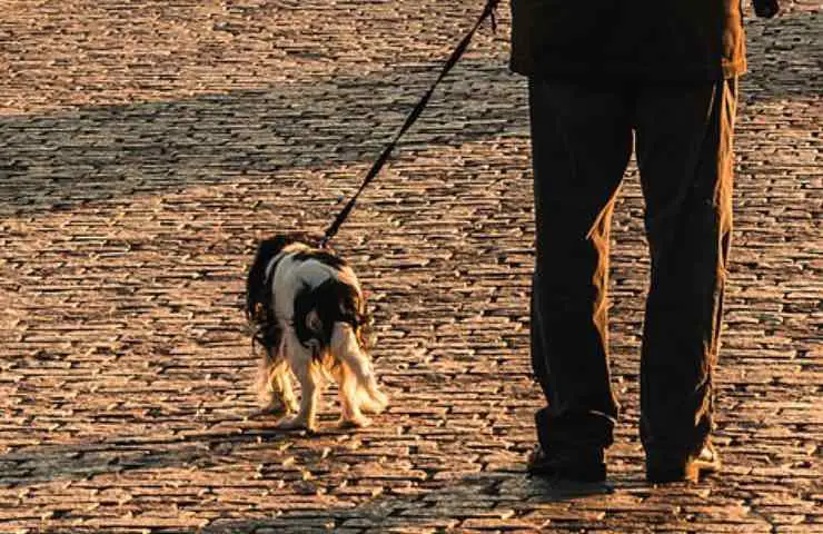 fuertes multas por pasear perros