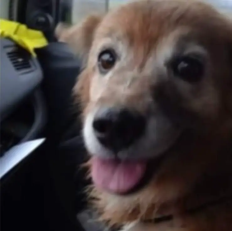 la perrita Shila encontró amos