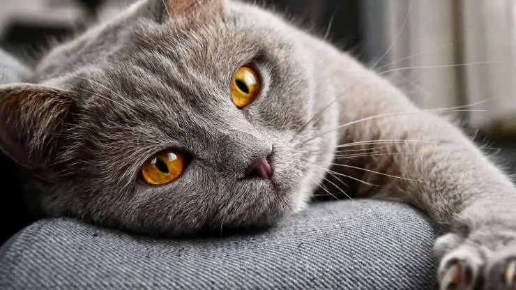 gato en reposo