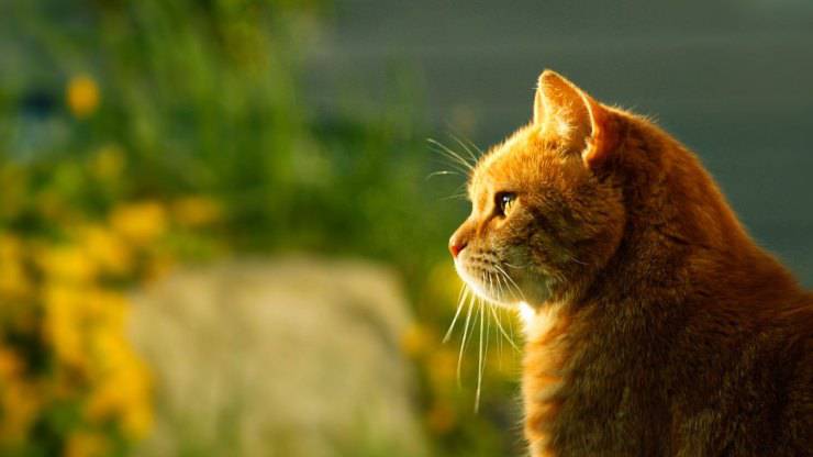 Gato al aire libre