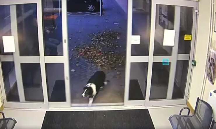 Perro entra en la comisaría