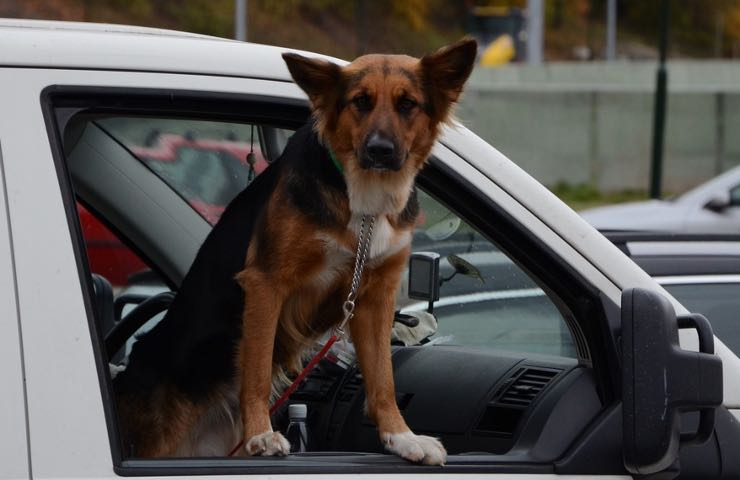 perro lucas roba supermercado