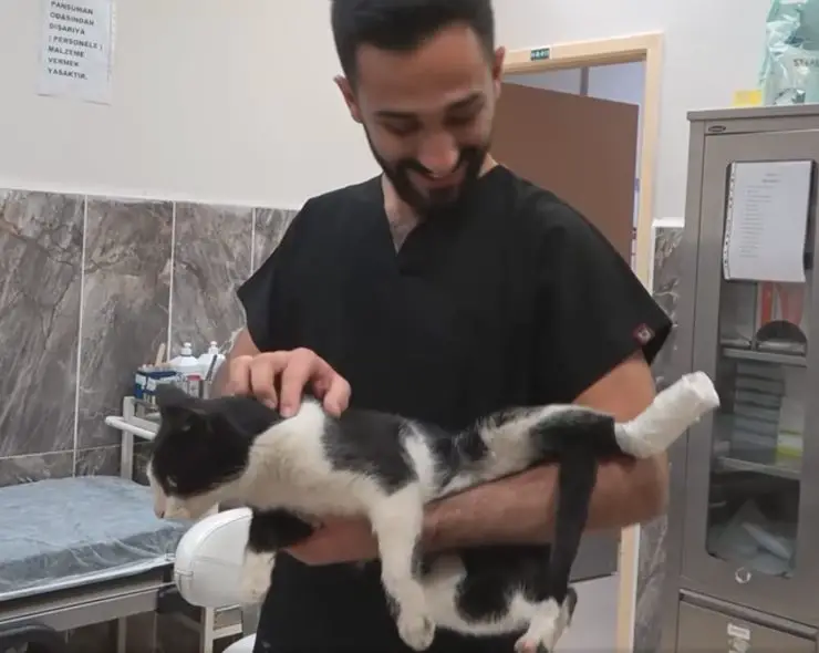 gatito pata rota enfermera