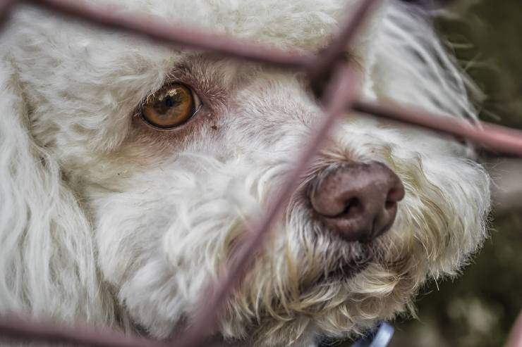 ¿Qué hace Fido cuando lo castigas?