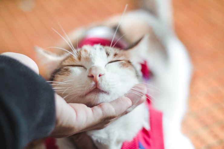 El amor de un gato por el amo.