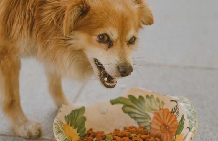 costo de alimento para perros