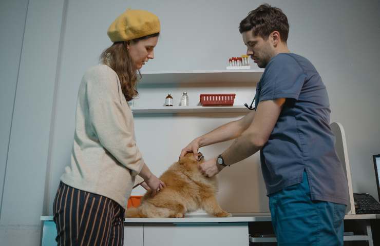 Costos veterinarios
