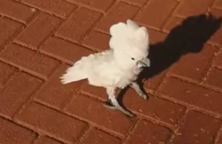 Perros ladrando cacatúa cacahuete