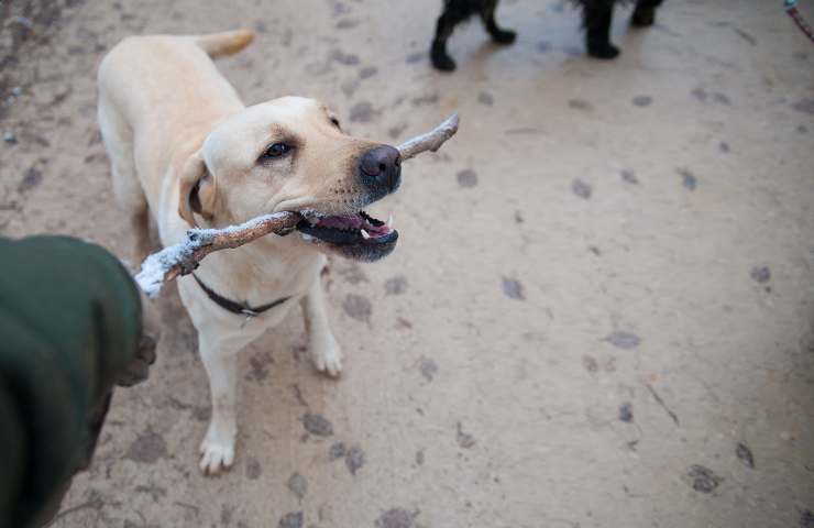juegos de perros