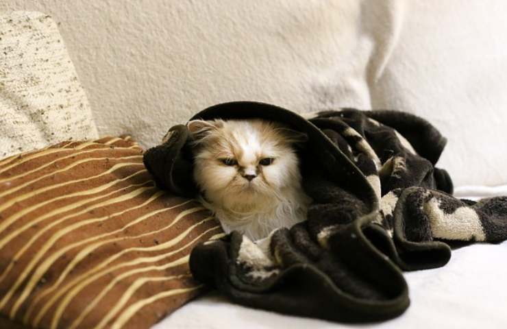 felino helado